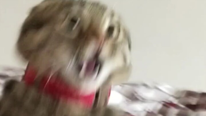 وانغ فوجي: لا تنم بعمق جدًا الليل هذي