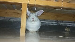 Pukul dua belas tengah malam, kelinci terus-menerus menginjak-injak di bawah tempat tidur