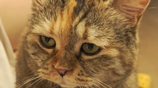 我不饿，我可以去喝西北风