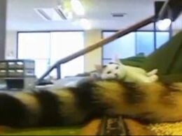 合集：第一视角，当猫猫拦住火车的去路