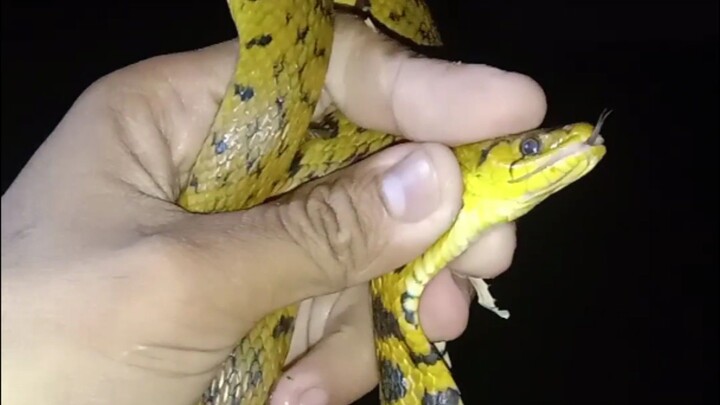 Berburu Reptil di malam hari part 2