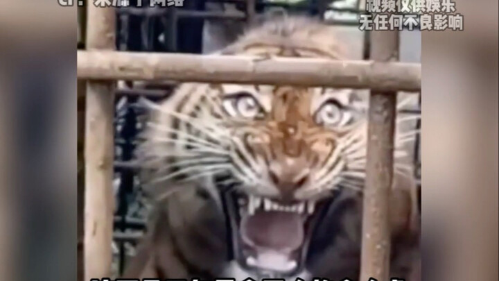 This is a man-eating tiger that has devoured four people in five years—yet you’re actually worried i