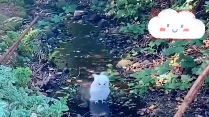 After more than ten consecutive days of scorching heat, a little forest sprite has come to the mount