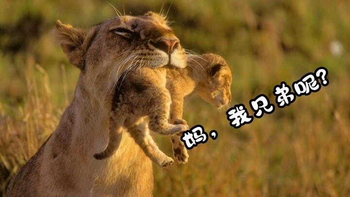Sư tử: Đừng bao giờ học cách nuôi con từ mẹ sư tử.