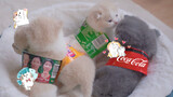 [Satwa] Kucing memakai label soda penghilang dahaga