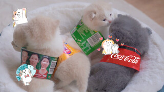 Kitten dress up as drink bottles