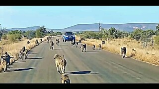 leopard vs baboon #trending #animals #wildlife #leopard #baboon #shortsvideo #youtube #shorts