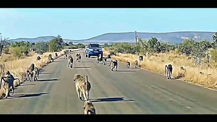 leopard vs baboon #trending #animals #wildlife #leopard #baboon #shortsvideo #youtube #shorts