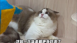 五颗星暴躁布偶猫