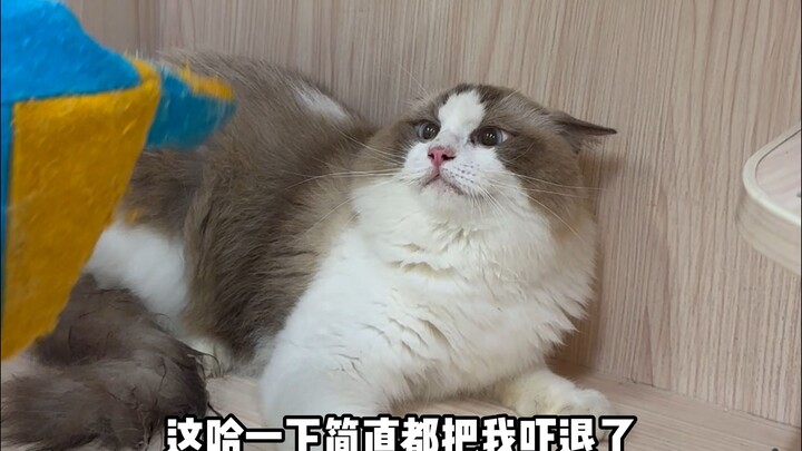 Năm sao mèo Ragdoll cáu kỉnh