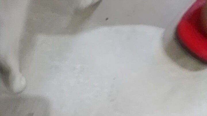 poor cat 🐈