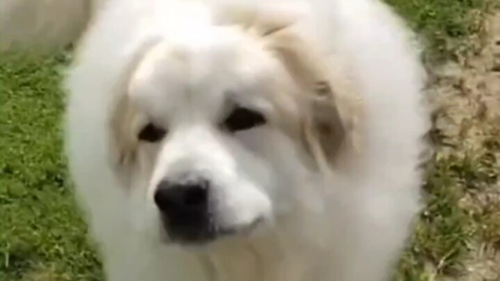 كشّف ساعي التوصيل عن السبب وراء سعادته في العمل: يحصل كل يوم على فرصة لرؤية الكلاب!