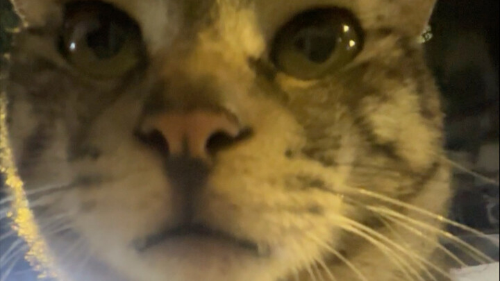 Chú mèo nhỏ này thật chín chắn, trưởng thành.