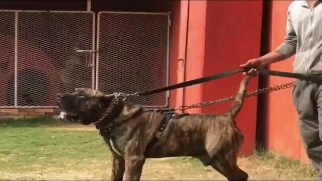 20 Most Dangerous Dogs in the World