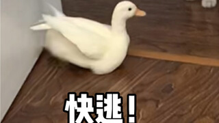 I've been hurt. Thanks, crab.