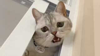 The cat was not allowed to sleep in the house, and it even cursed in Japanese...