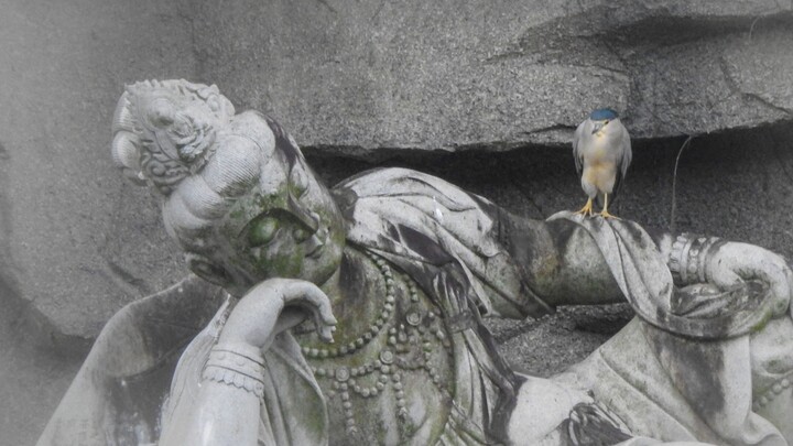 😇 Birdwatching 🙏 Just like the egret, swift as lightning—this is how we should view it.