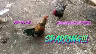 Brassback Butcher VS JRP Black  spar!!   JRP Gameyard