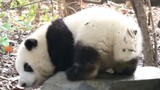 【Panda He Hua】Hua Who Can't Reach the Water to Wash Her Legs