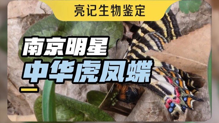 What a stroke of luck! A Chinese tiger swallowtail butterfly laid its eggs right in front of me!