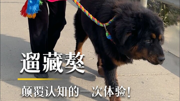 Jalan-jalan dengan Tibetan Mastiff hari ini! Bahkan ras anjing yang paling garang pun punya sisi yan