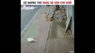 Có Những Thứ Đáng Sợ Hơn Chó Đuổi