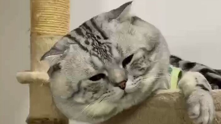 Cat: Everything will get better, just like how I went from being chubby to… really chubby.