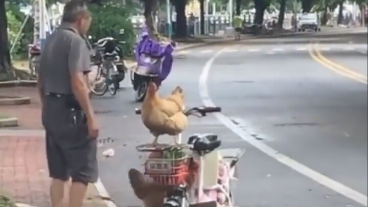 ชาวเน็ตยุคใหม่นิยมเลี้ยงสัตว์อะไรกันบ้าง?