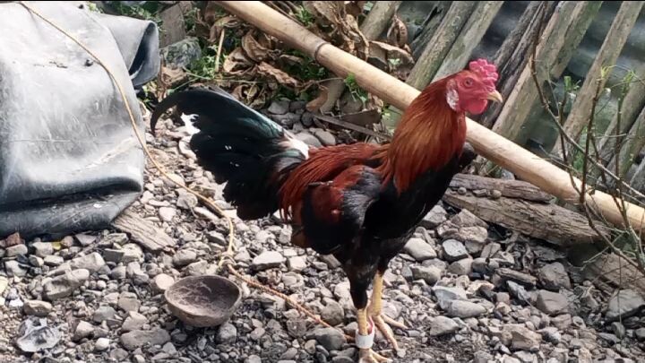 6months Parawakan X Sweater