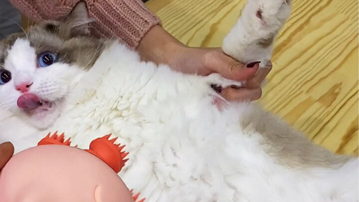 Let’s Have a Fancy Cat-Scratching Competition!