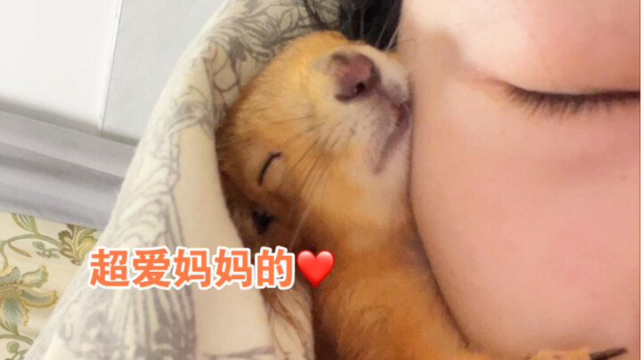 กระรอกแย่งกันทำงานบ้าน หรือว่ามาทดแทนบุญคุณกันนะ?