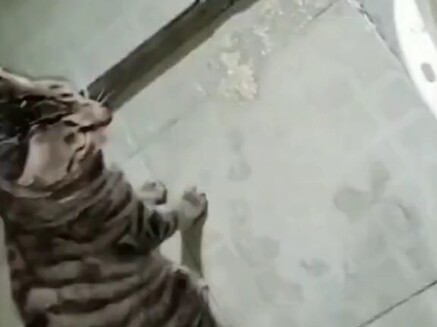This dumb cat is pissing me off!