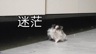 搞卫生的时候不小心把鼠鼠关在家门外了