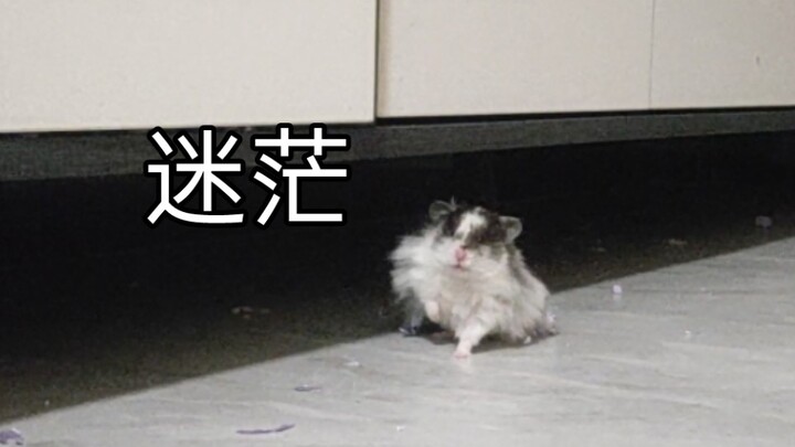 搞卫生的时候不小心把鼠鼠关在家门外了