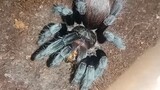 Tarantula Spesies ( Tliltocarl vagans ) Mexican red rump