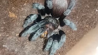 Tarantula Spesies ( Tliltocarl vagans ) Mexican red rump