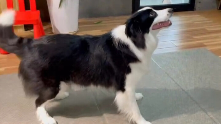 Border Collie: Life is good here—why would I ever want to leave?