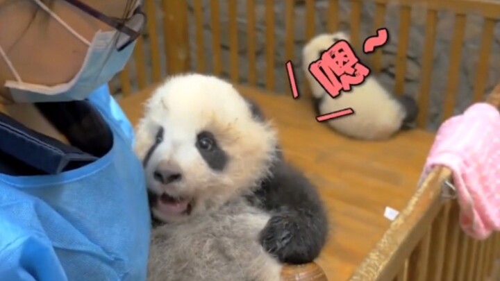 The zookeeper is wiping down the panda cub, and the little panda keeps whimpering!