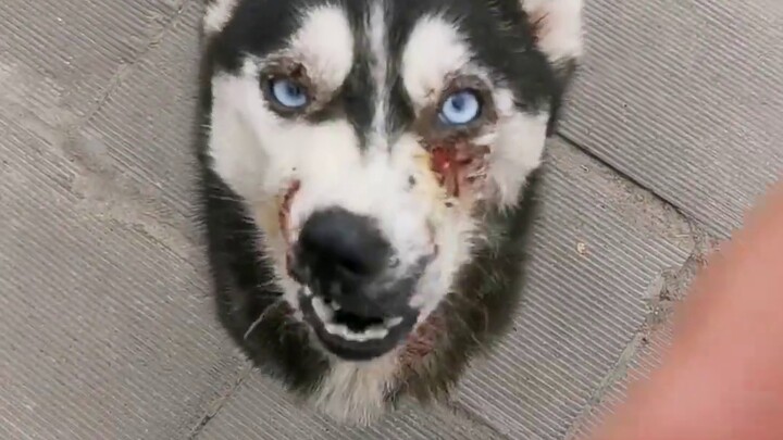 When a Husky wanders around, problems are bound to happen to it.