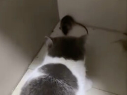 Silly Kimi doesn’t dare to catch Jerry.