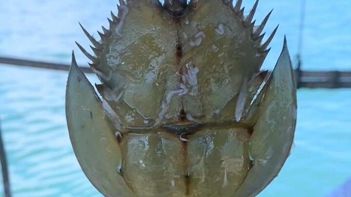 Hari ini pergi ke laut untuk makan prasmanan seafood, tapi jangan pernah makan jenis seafood seperti