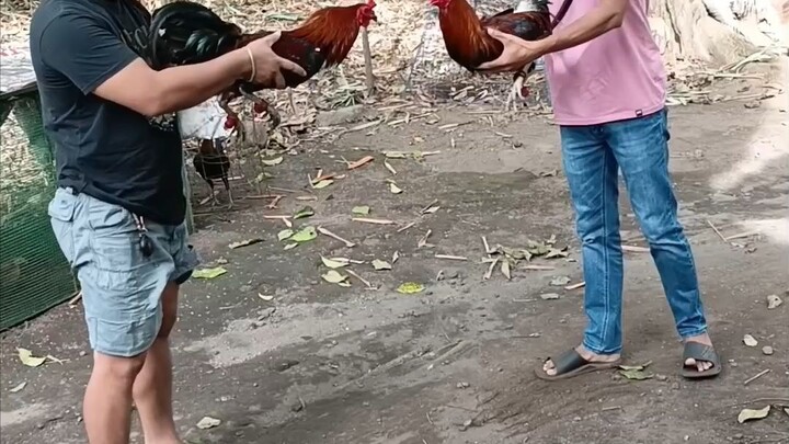 SBR BROODCOCK - MACHINE KELSO BROODCOCK