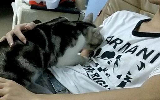 Animals|Cat Kneading