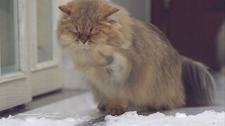 这块冰有点烫手！