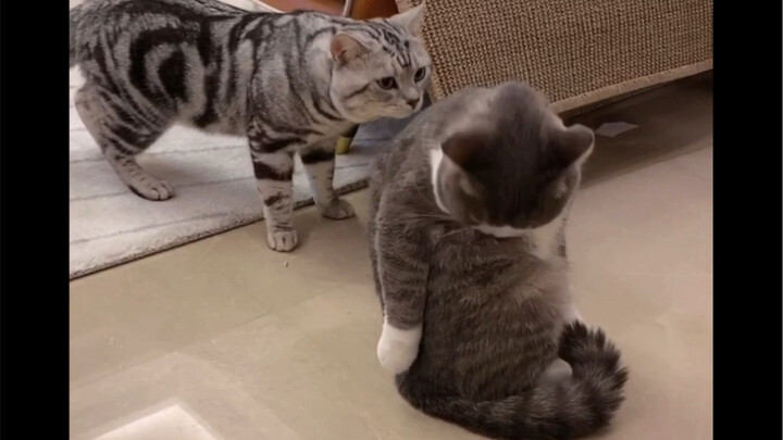 Chen TD, you scaredy-cat! Turns out you can be this badass after all!