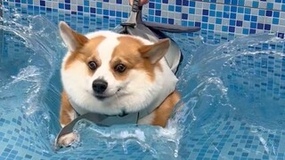 Let the dog swim for a week to lose weight, the result is...