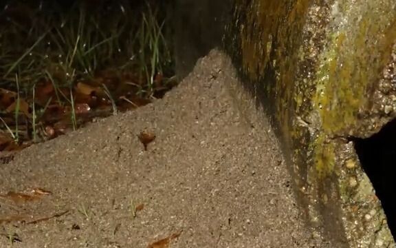 Time-lapse shooting - fire ant colony building process in the rain, built on the edge of a culvert!