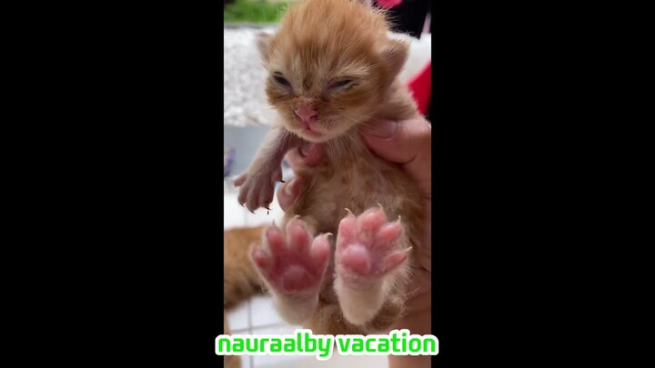 Kitty Vlog _ Bayi kucing yang lucu
