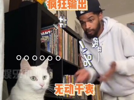 一只白猫在主人发神经的时候过于冷静 怀疑他聋了