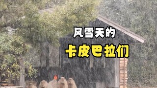 Animals That Make People Feel Happy After Watching (2)